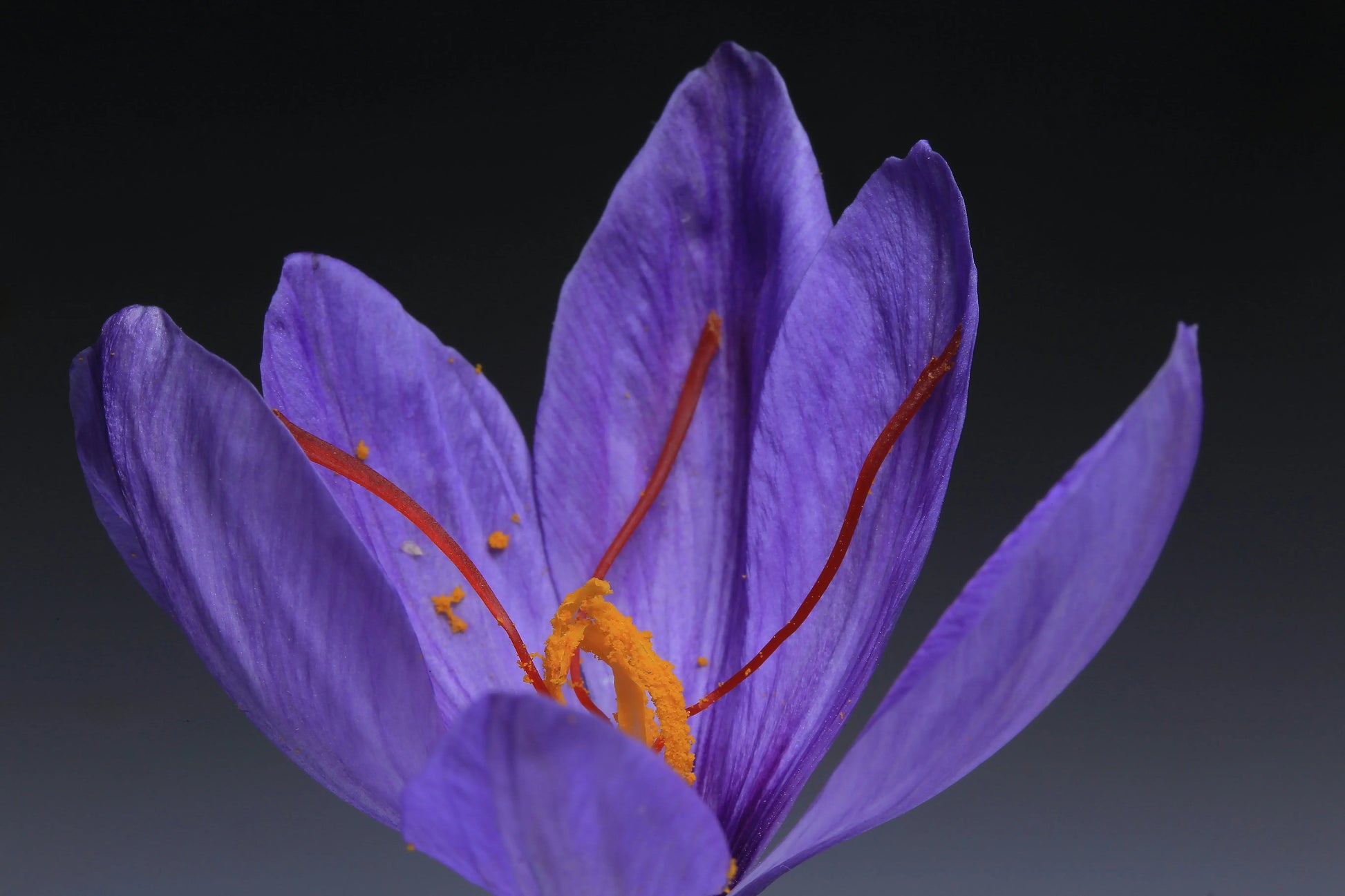 Saffron Flower